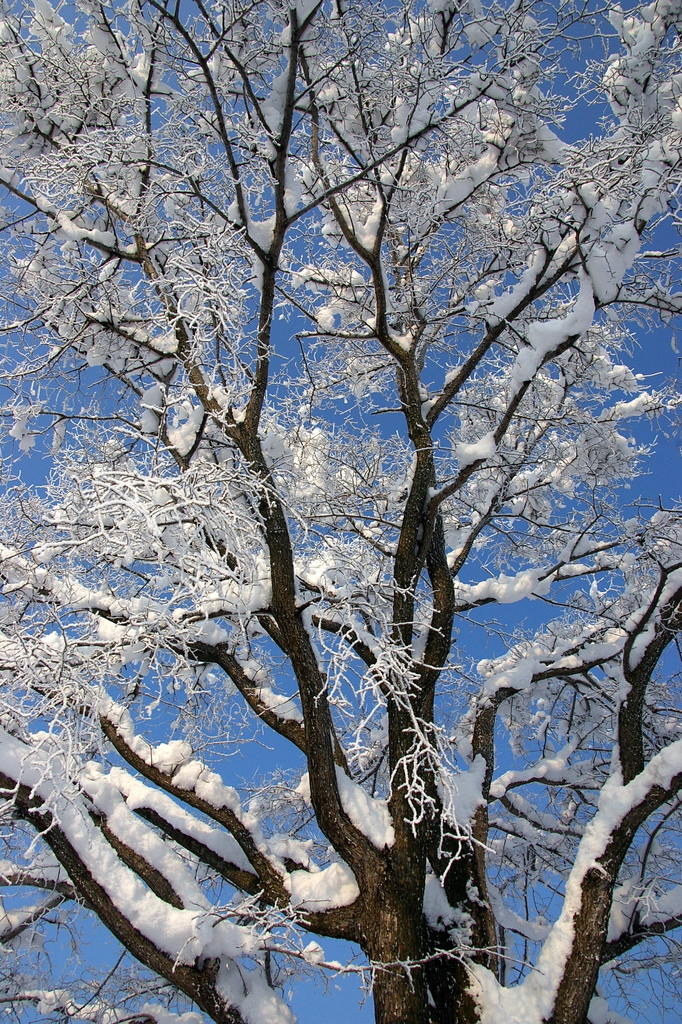 凍る木々