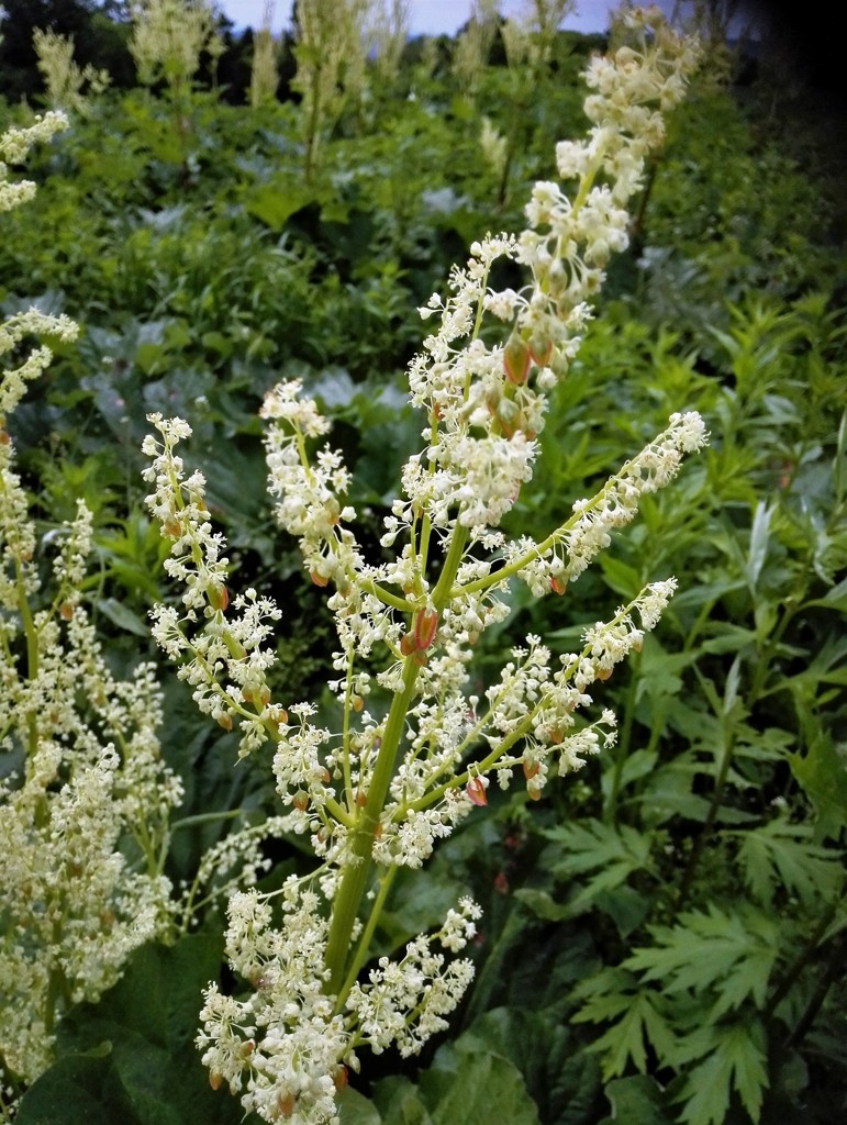 ルバーブ花