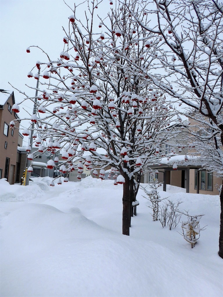 雪の日ナナカマド