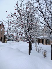 雪の日ナナカマド