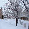 雪の日ナナカマド
