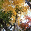 散歩道　紅葉