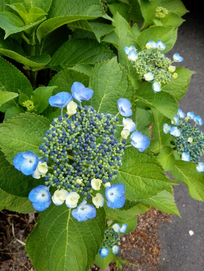 額紫陽花