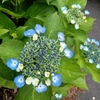 額紫陽花