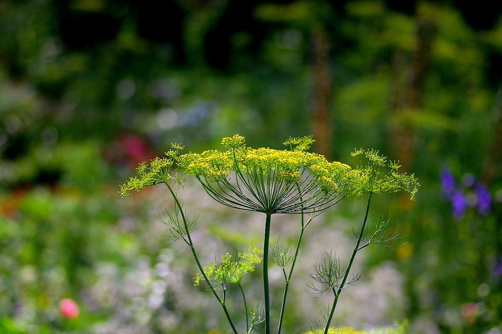 野の草