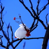 雪に抱かれて