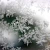 今朝の雪の結晶