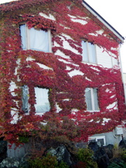 紅葉蔦の家