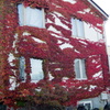 紅葉蔦の家