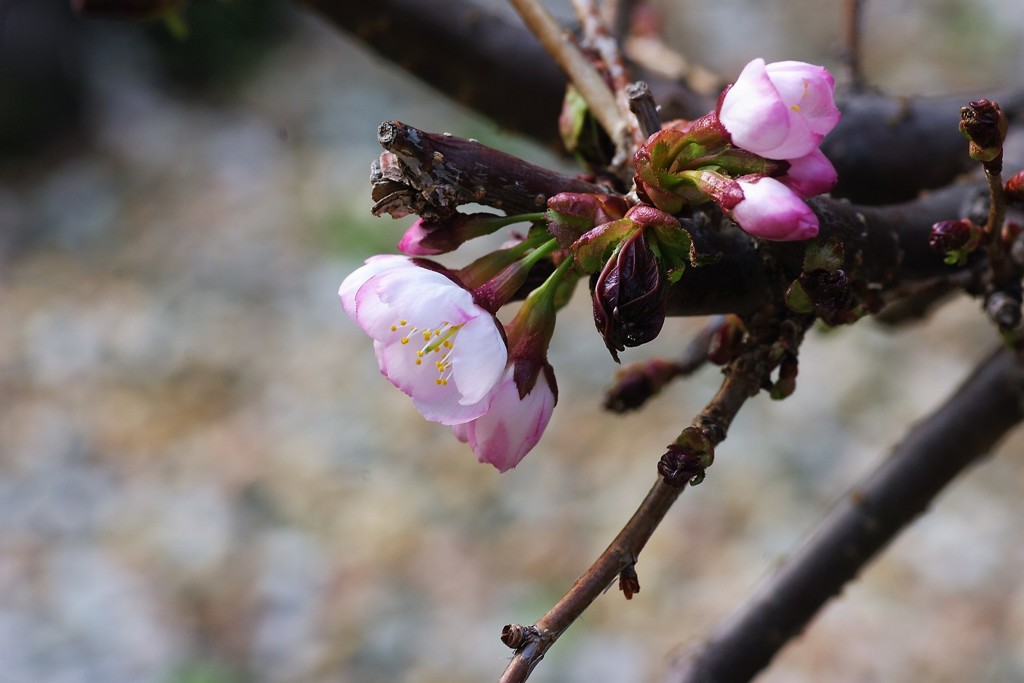 千島桜