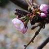 千島桜