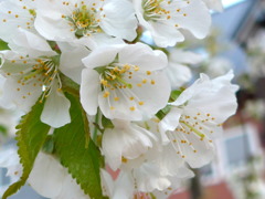 サクランボの花