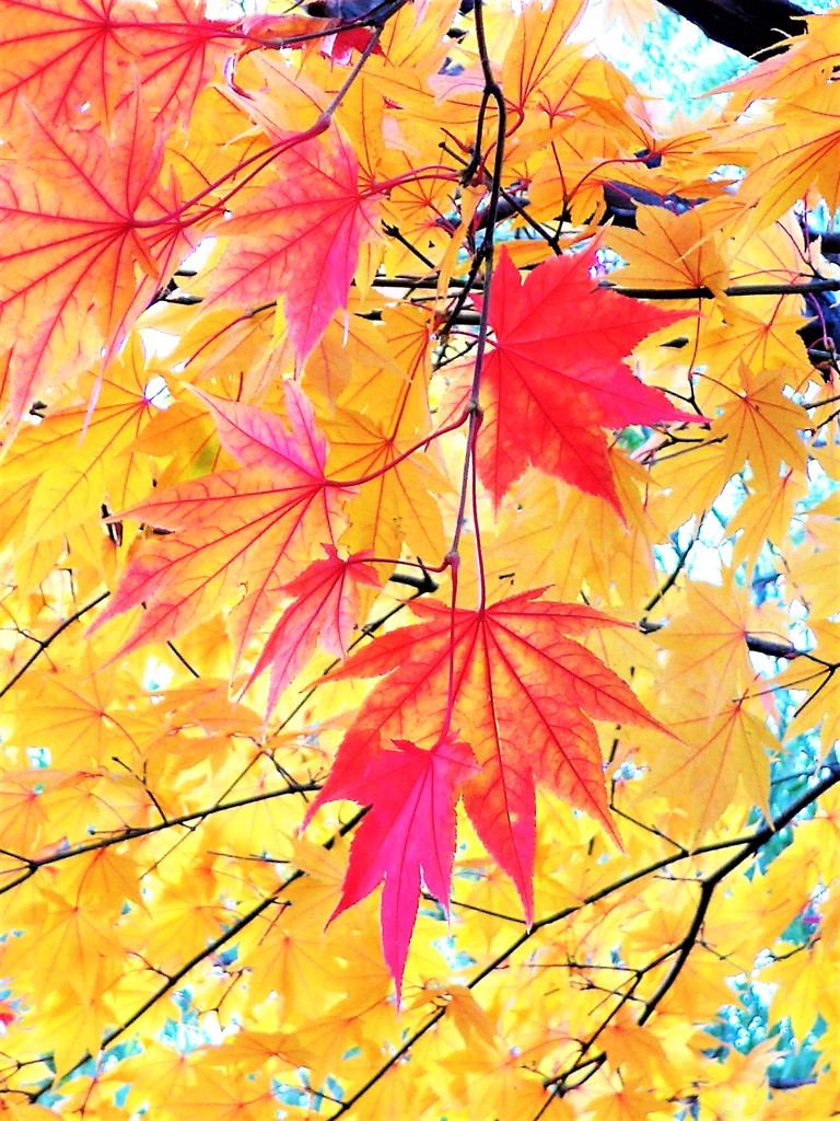 紅葉