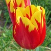 鮮やかチューリップ