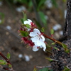子孫