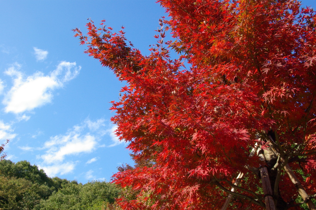 紅葉