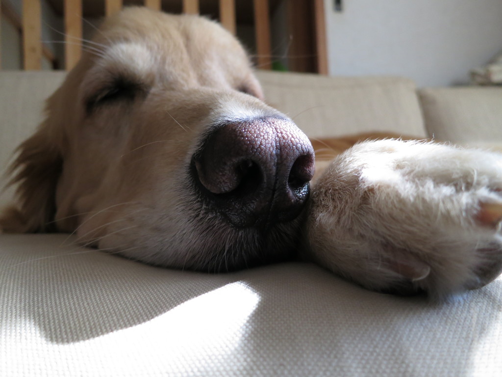 ソファーで昼寝！