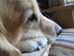 お外に行きたいな！