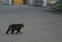 態度がデカイ不敵な猫