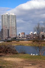 高層マンションと白鳥の親子　