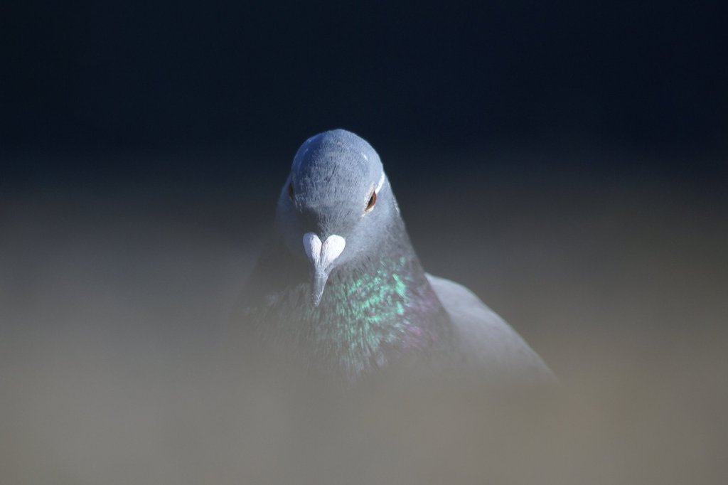 ポートレート　鳩　