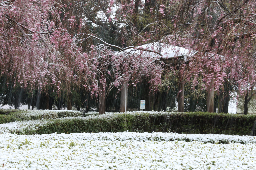 桜と雪景色