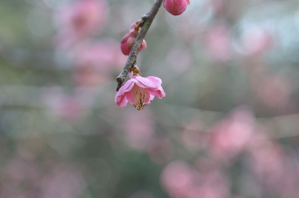 DSC_1900_004