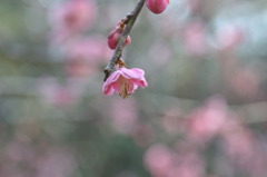 DSC_1900_004