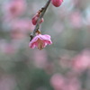 DSC_1900_004