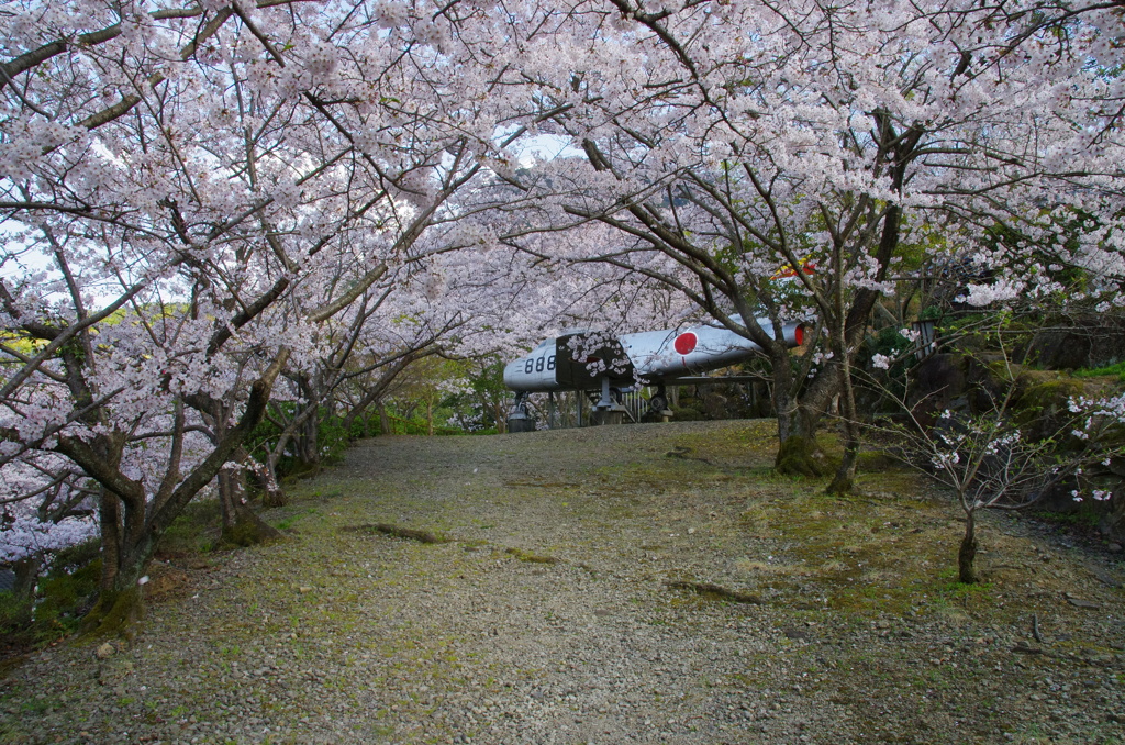 ○○の桜
