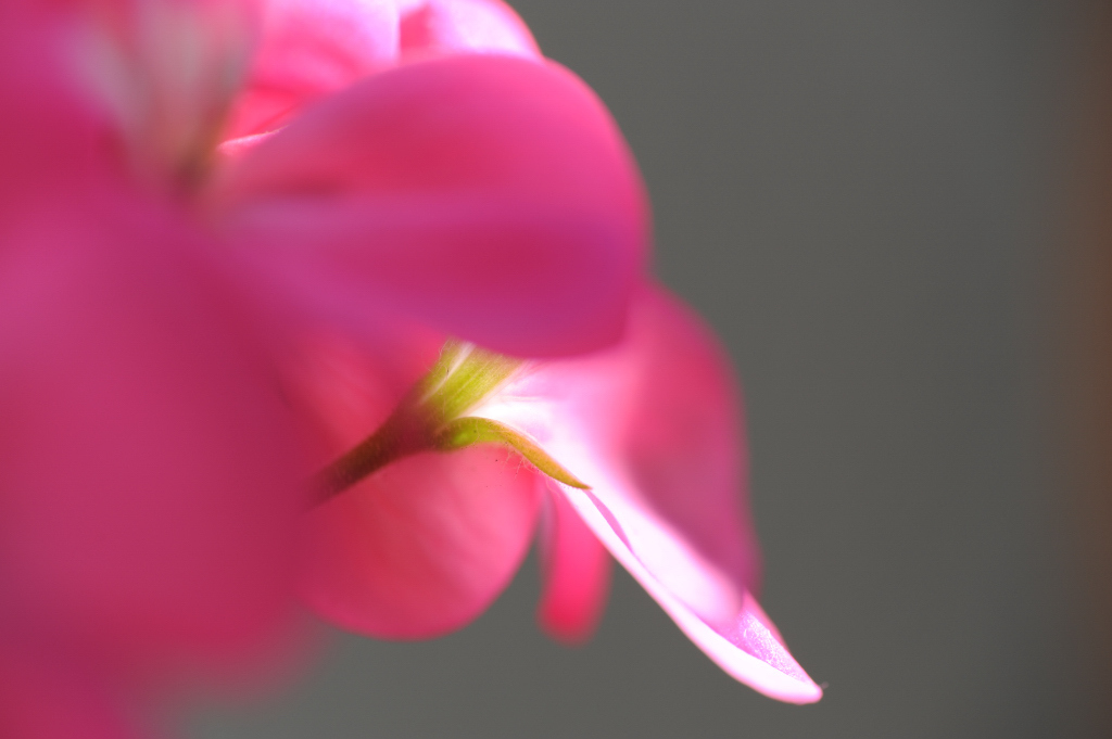 DSC_0084