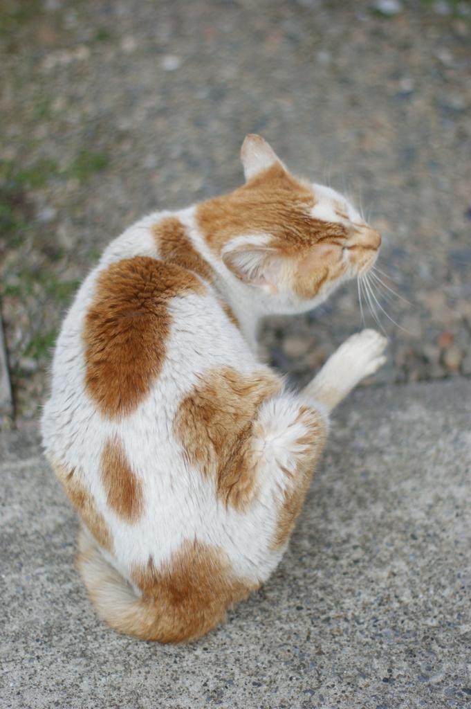 DSC01651　ねこ