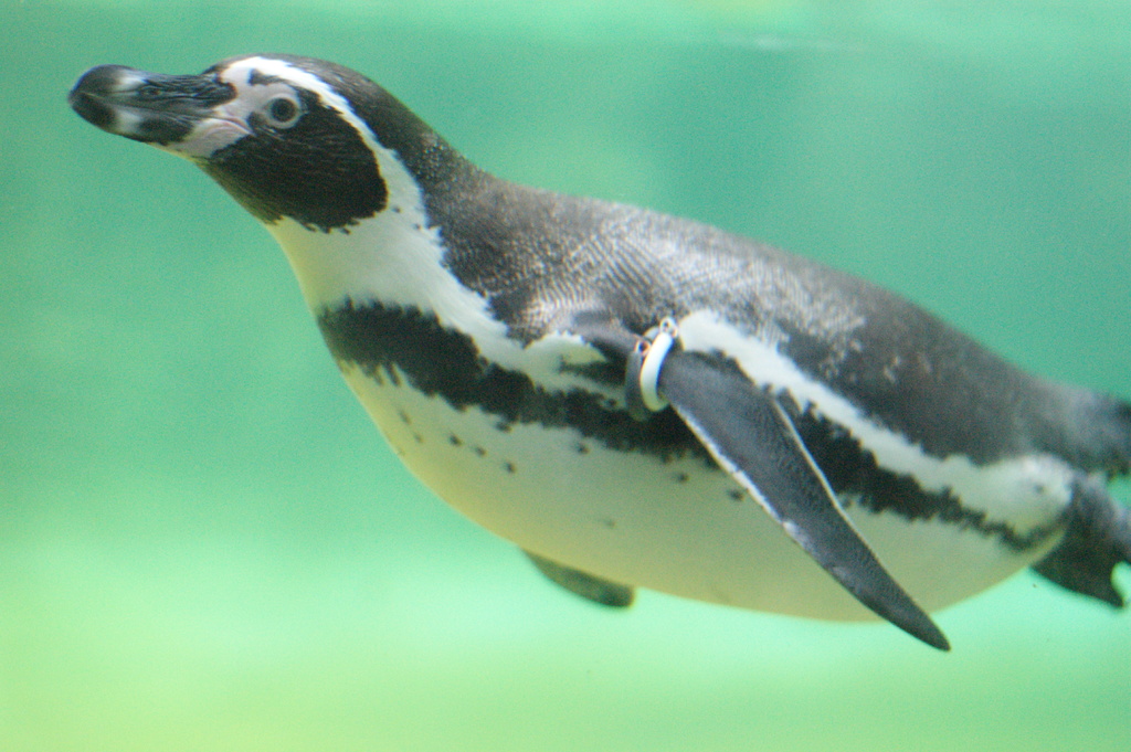 DSC05942 ペンギン