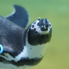 DSC05930 ペンギン