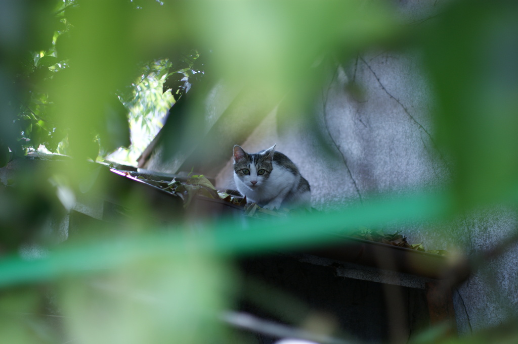 DSC01560　ねこ
