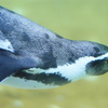 DSC05949 ペンギン