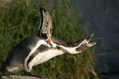 DSC06049 ペンギン