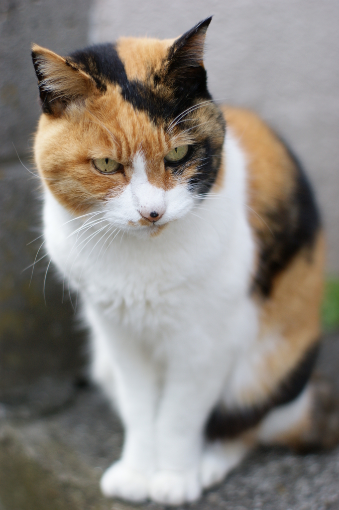 DSC02204　ねこ