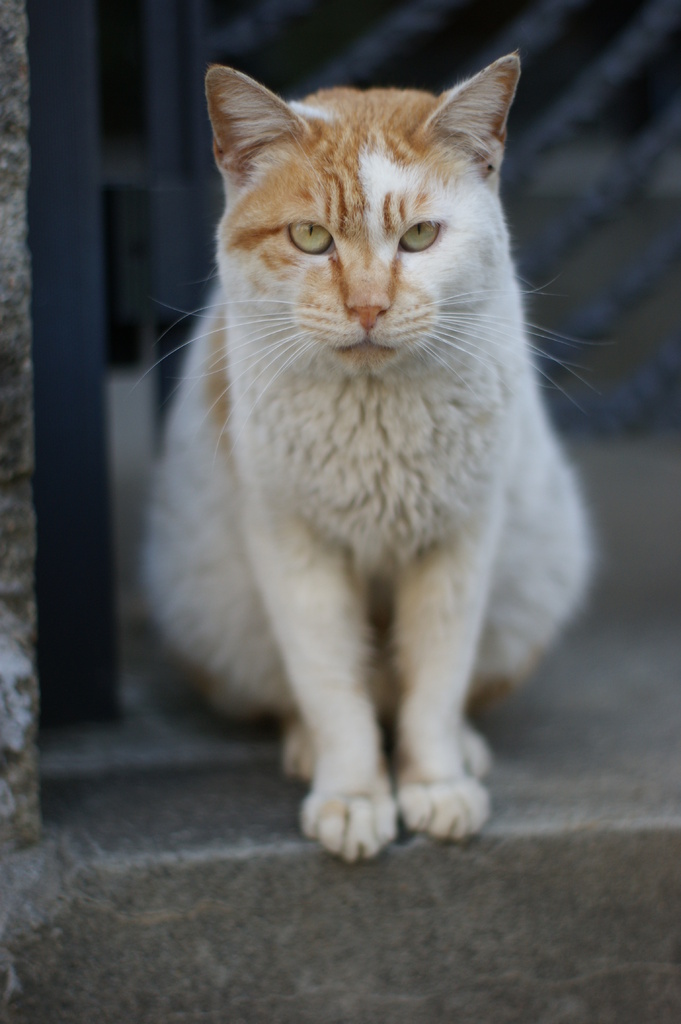 DSC01634　ねこ