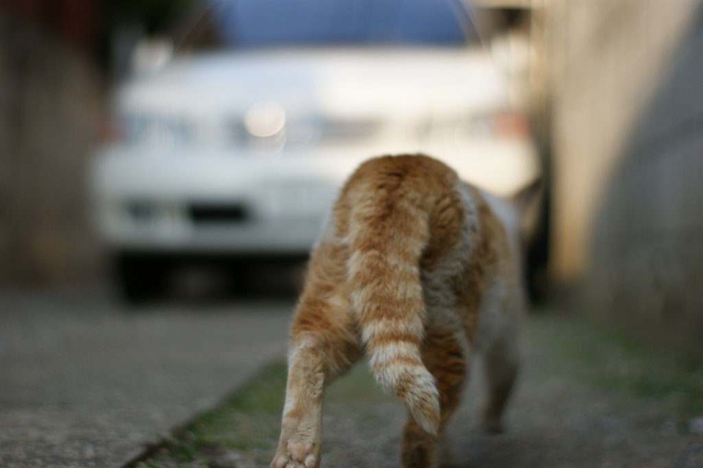DSC01652　ねこ
