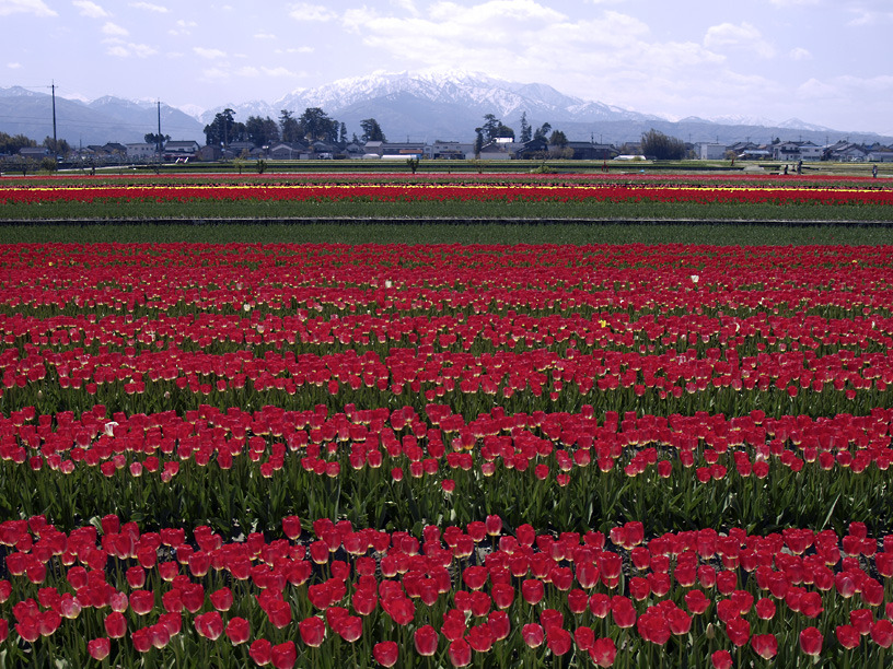 チューリップ畑