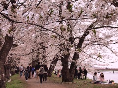 桜の森の満開の下