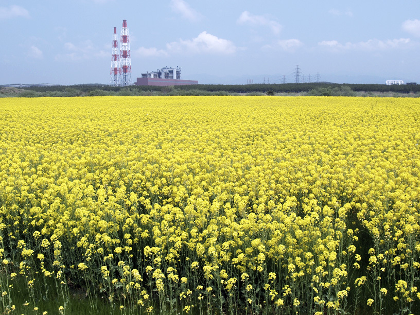 菜の花畑