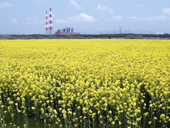 菜の花畑
