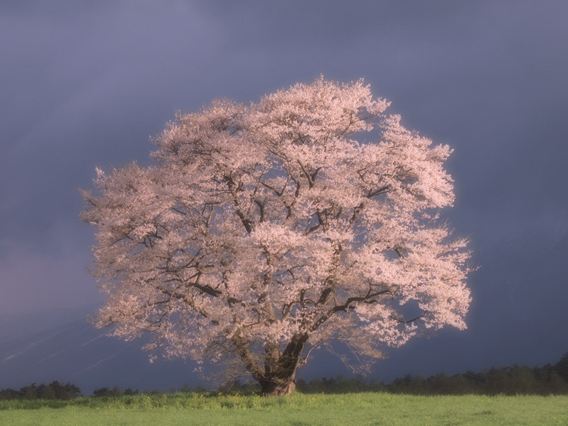 一本桜