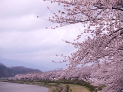 堤の桜