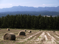 富良野