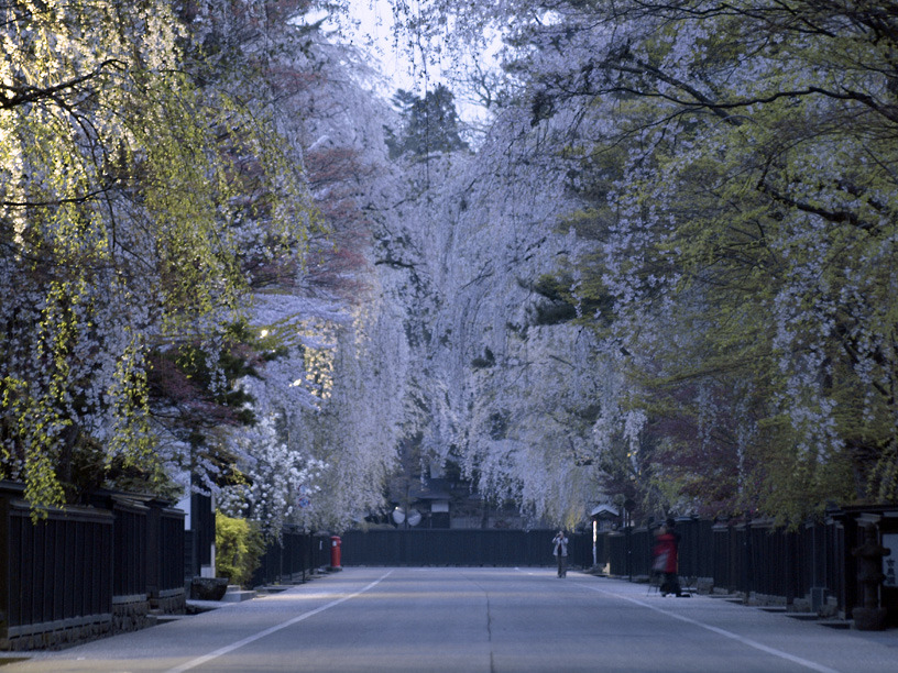 枝垂れ桜、午前4時23分。