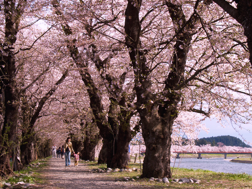 桜並木