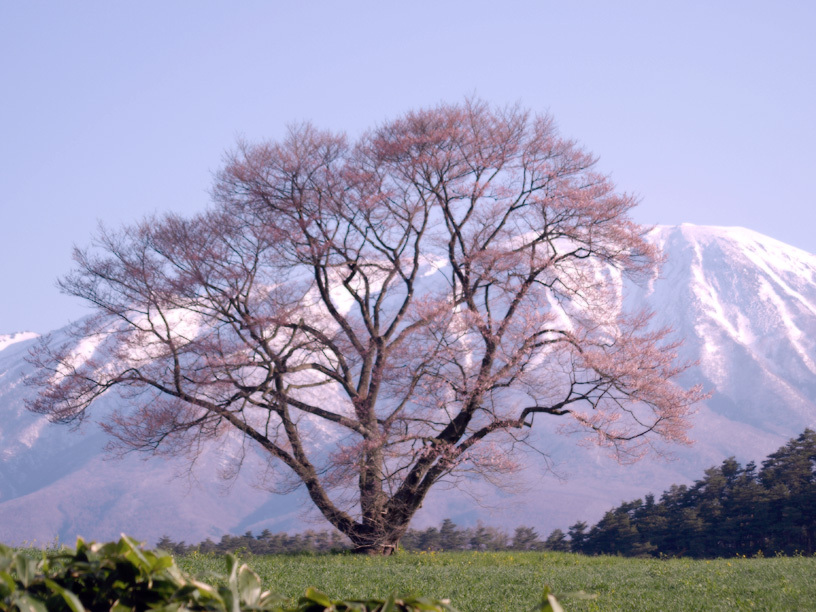 一本桜